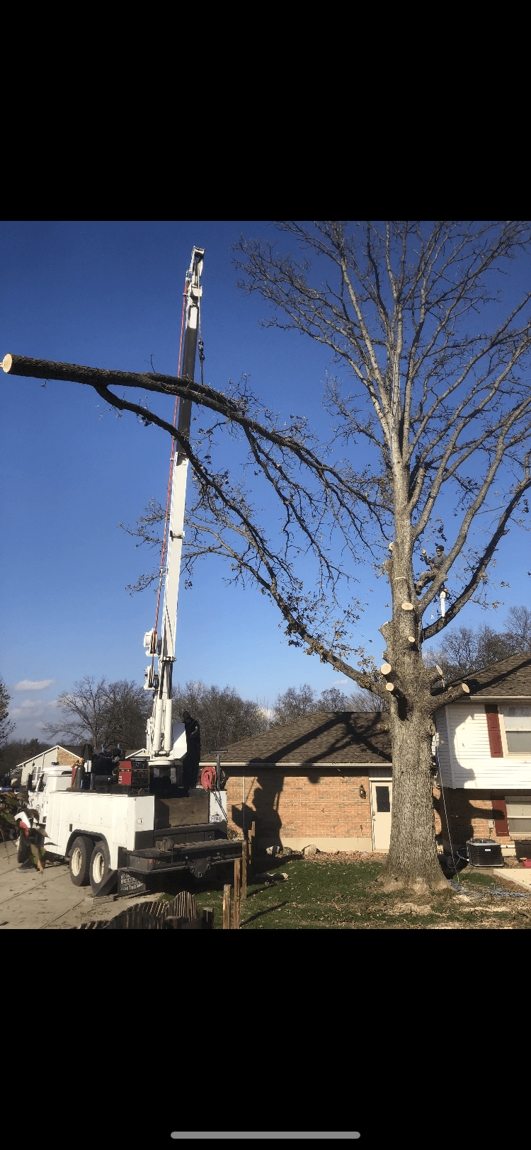 Family Tree Service crane-assisted removal of a large storm-damaged oak