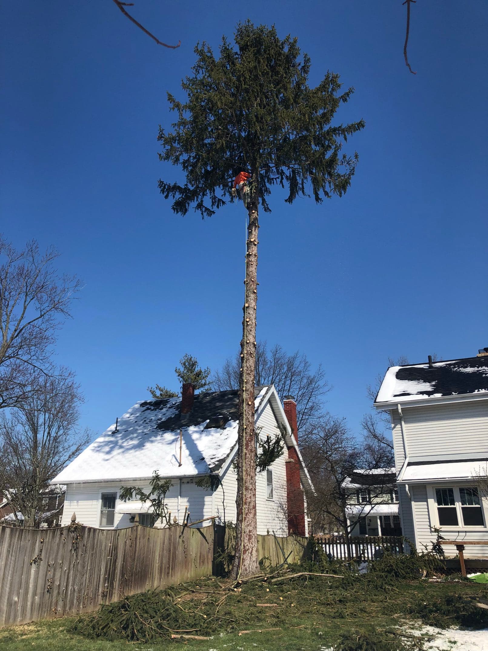 Family Tree Service climber high in a tall evergreen during a removal